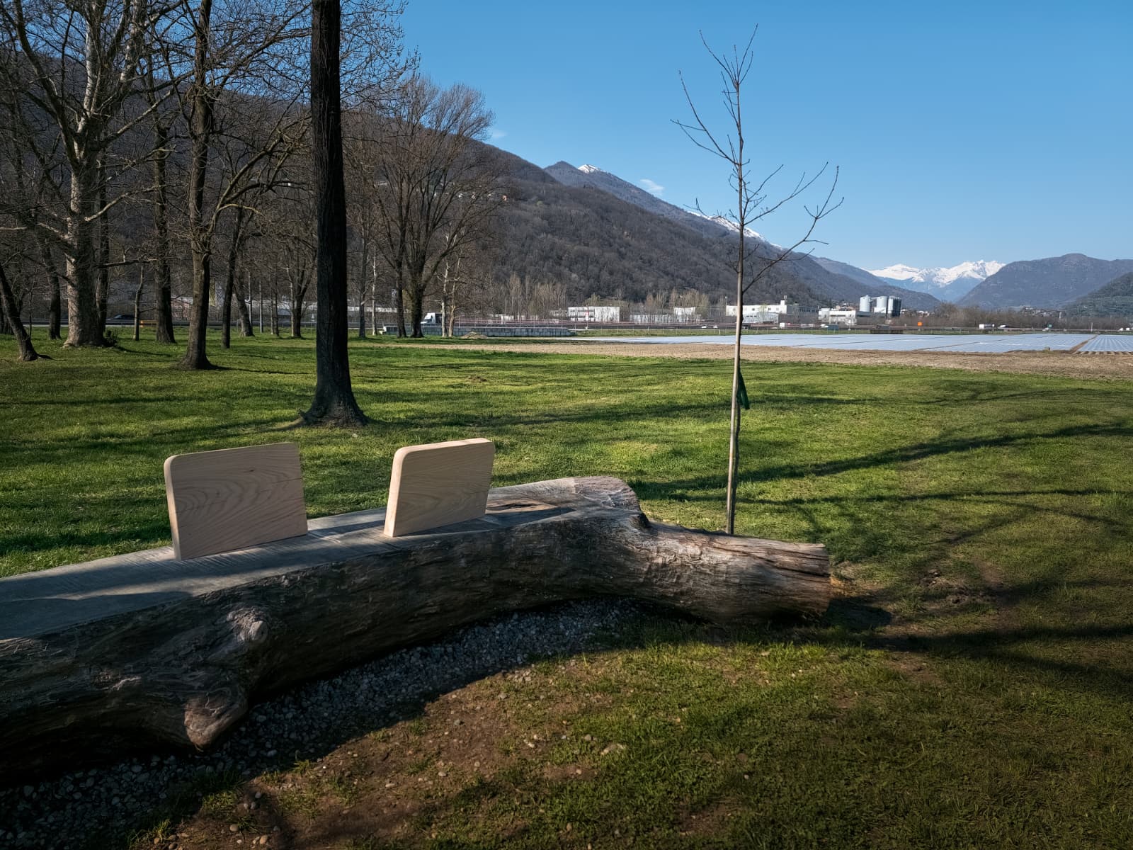 La nuova quercia — L'Albero della vita, Tenuta Bally